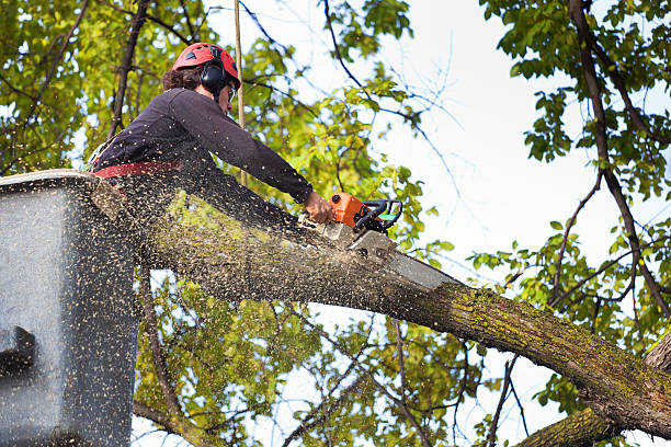  Calcium, NY Tree Services Pros