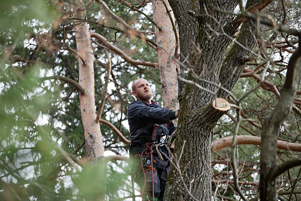 Best Commercial Tree Services  in Calcium, NY